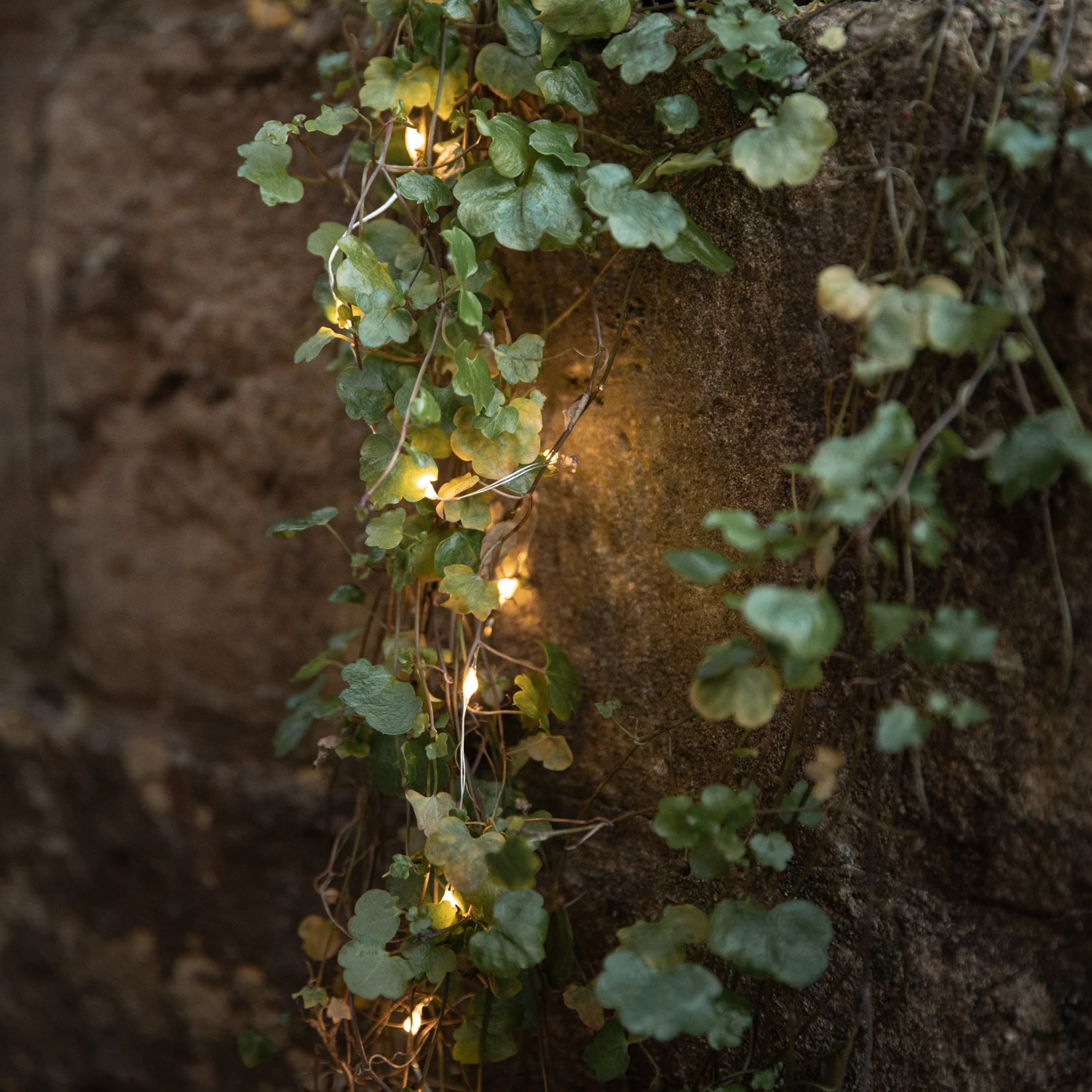 50 Warm White LED Micro Battery Outdoor Fairy Lights - Image 6